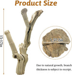Apatal reptile habitat branch showing natural wood texture and detail