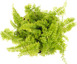 Hirt's Gardens live miniature plants in nursery pots