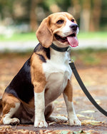 Taglory durable nylon dog walking lead package contents overview