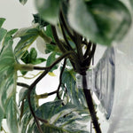 Woyrise amphibian habitat decor plants providing a hideout for a gecko