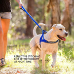 Stainless steel D-ring leash attachment on EzyDog harness