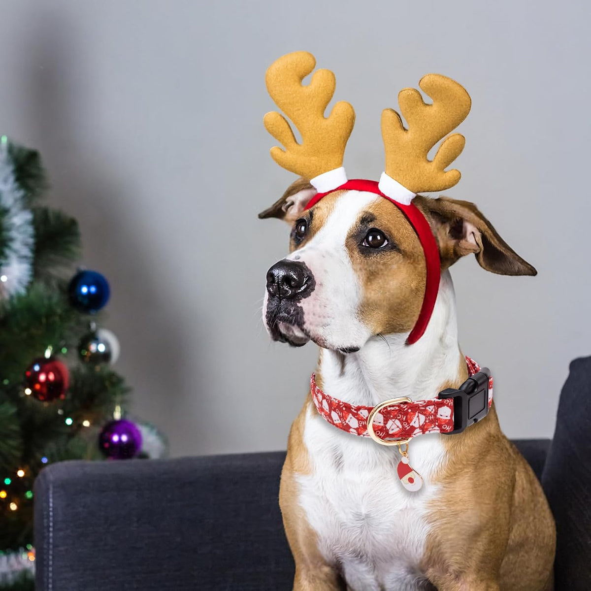 Faygarsle Christmas dog collar styled for large dog breeds
