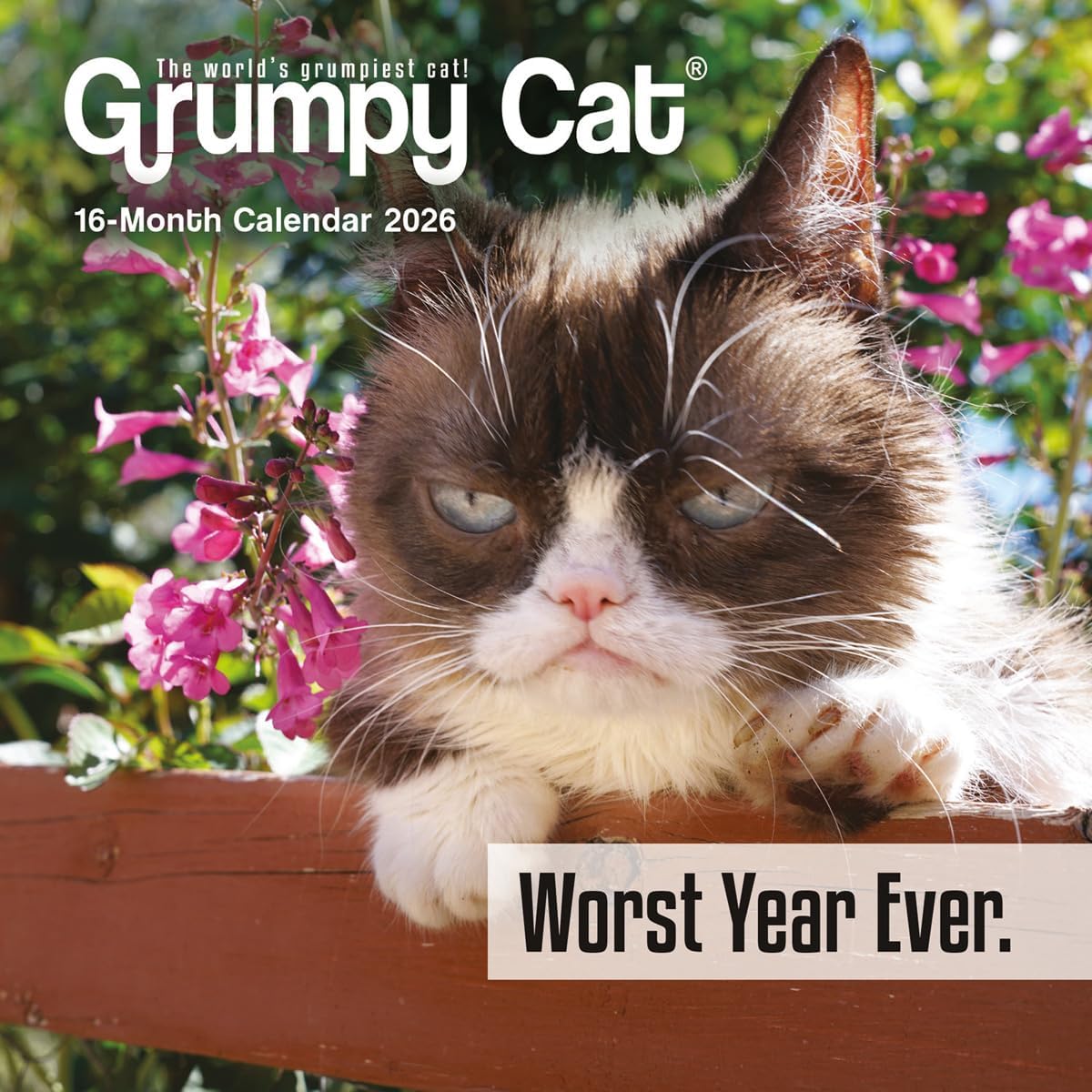 Grumpy Cat: 7x7 Mini - Image 1