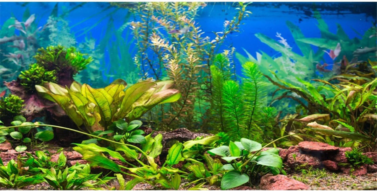 AWERT aquarium background front view showing a vibrant green aquatic plant and river bed design.