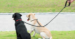 iYoShop dual dog leash hardware view showcasing the anti tangle attachment system for two pets.
