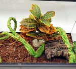 Side view of artificial reptile plant in a glass tank.
