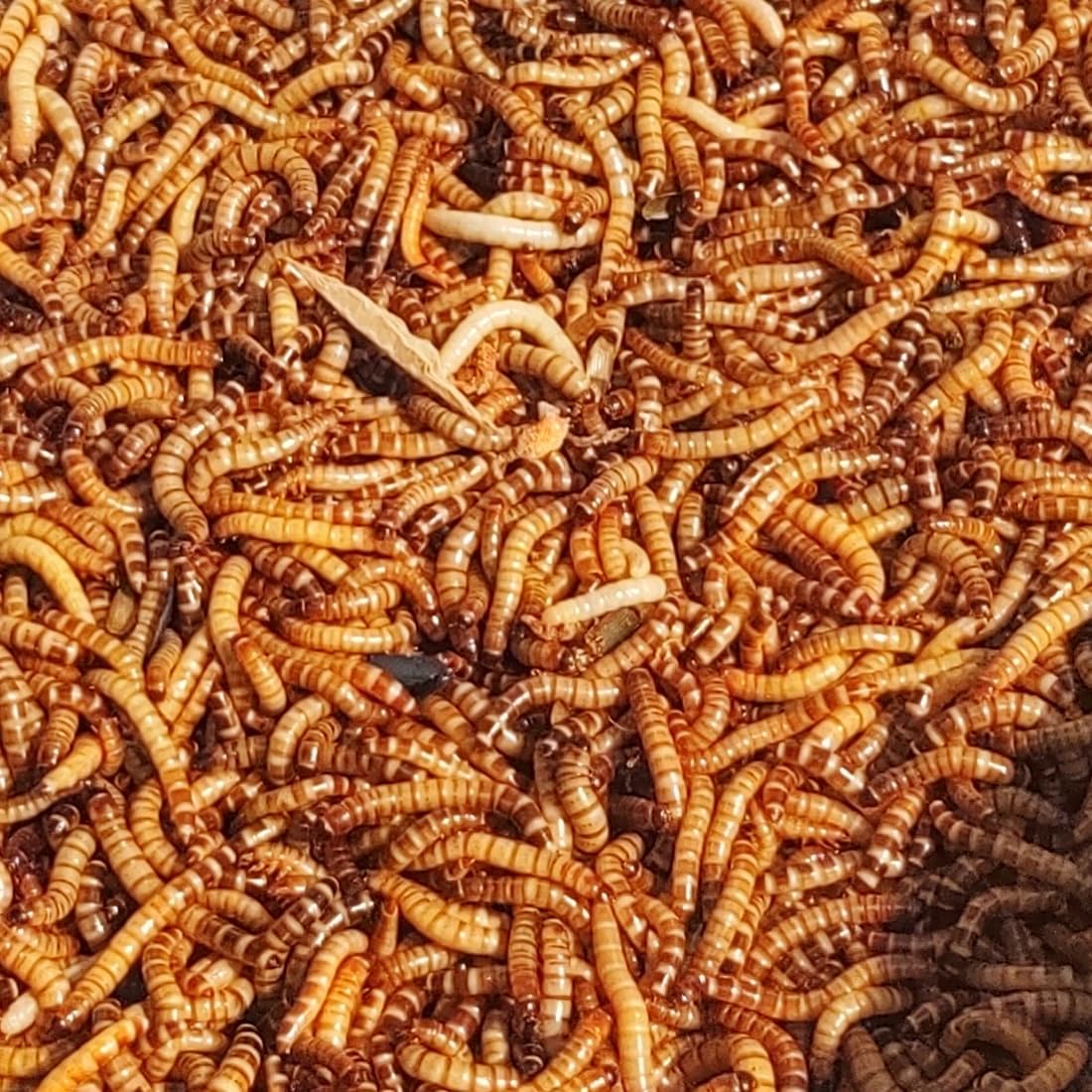 Superworm 300 live superworms large bulk pack front view showing active high protein larvae