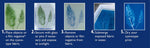 Artistic botanical photogram blueprint created with sun printing kit