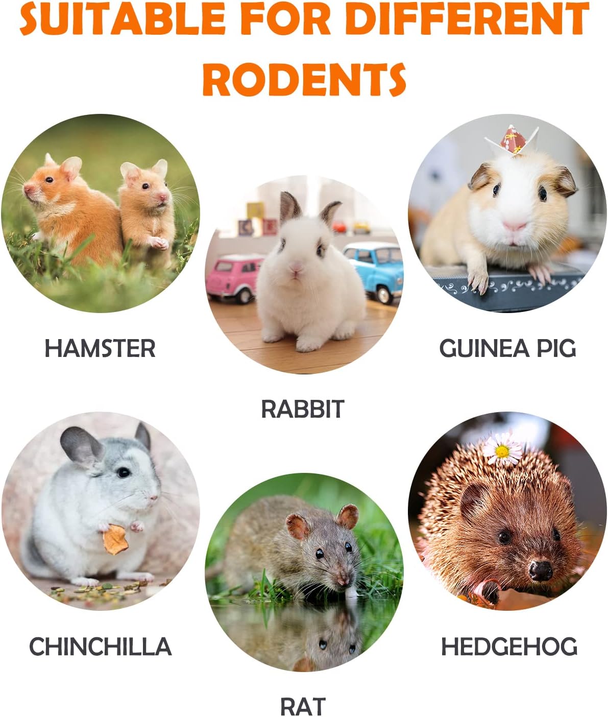 Natural organic rodent dental chews without artificial pigments or added hormones.