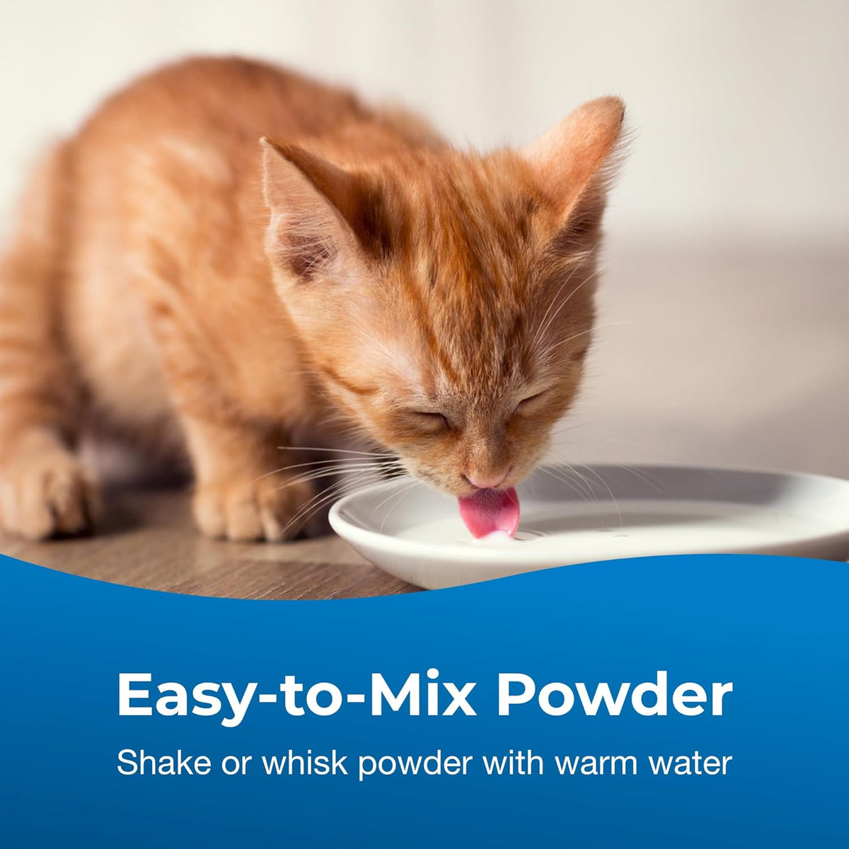 Kitten eating food supplemented with PetAg KMR