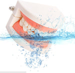 Zenfun dental student study model set of six