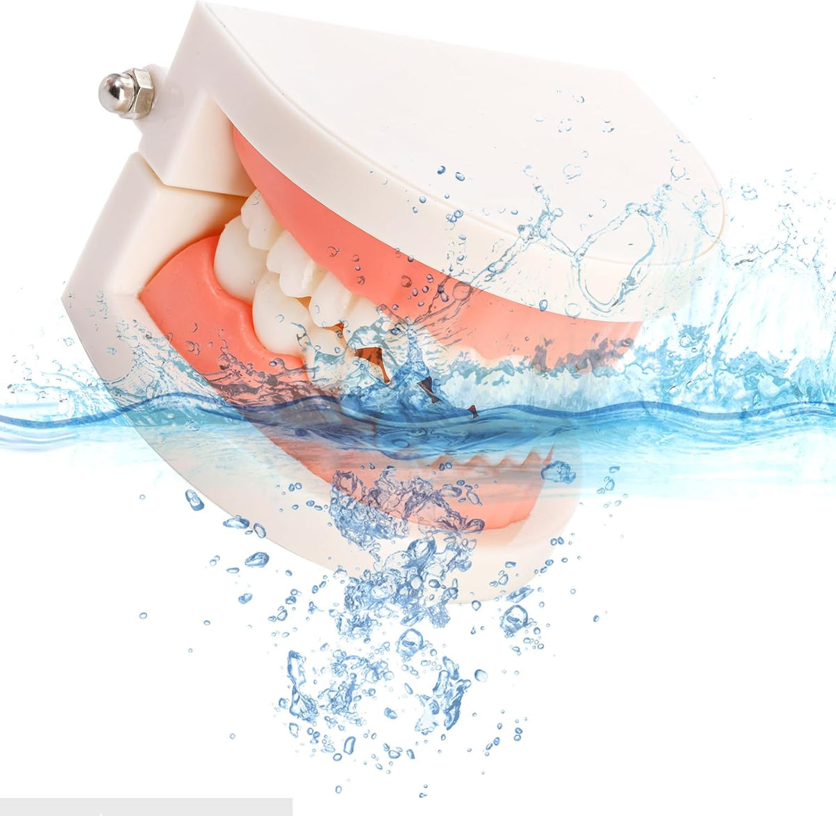 Zenfun dental student study model set of six