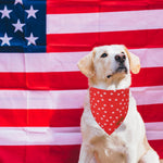 Adoggygo patriotic reversible dog bandana on a medium dog