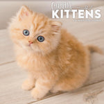 2025 Cuddly Kittens Mini Wall Calendar - Image 1