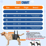 Rear view of elderly dog wearing SlowTon hind leg support harness
