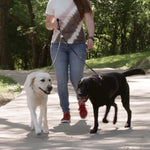 Authentic USA imported heavy duty dual leash for two dogs showing strong build.