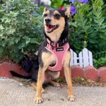 A small dog modeling the securely fitted pink Voyager Step-in lock mesh harness during an outdoor walk.