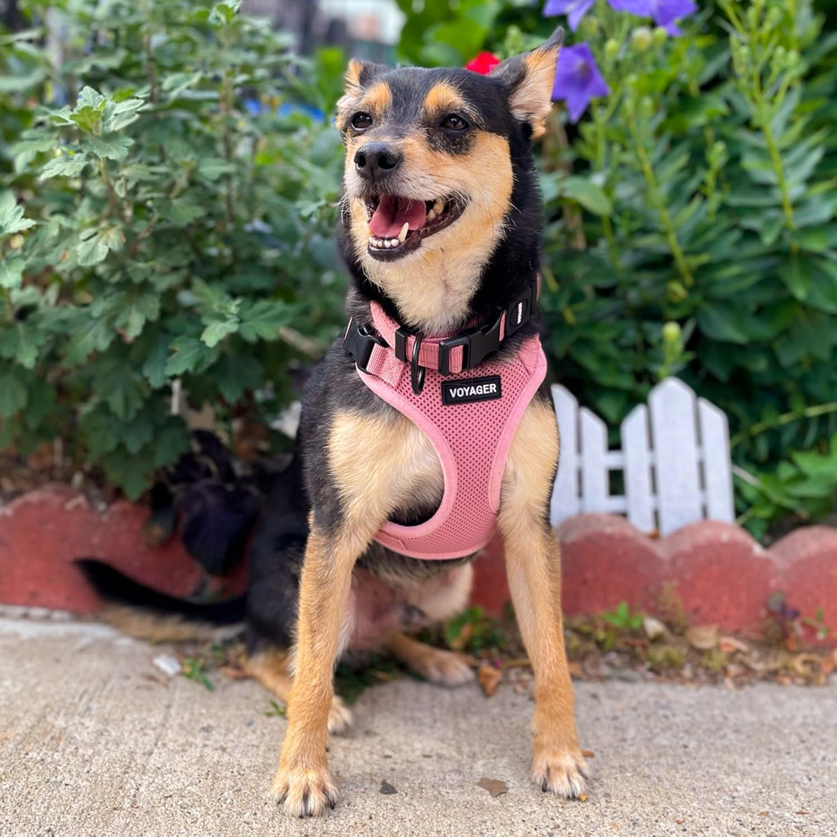 A small dog modeling the securely fitted pink Voyager Step-in lock mesh harness during an outdoor walk.