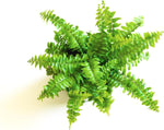 Selection of three different live mini ferns for indoor decoration