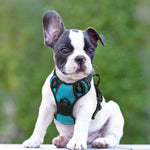 Small dog wearing teal rabbitgoo harness outdoors