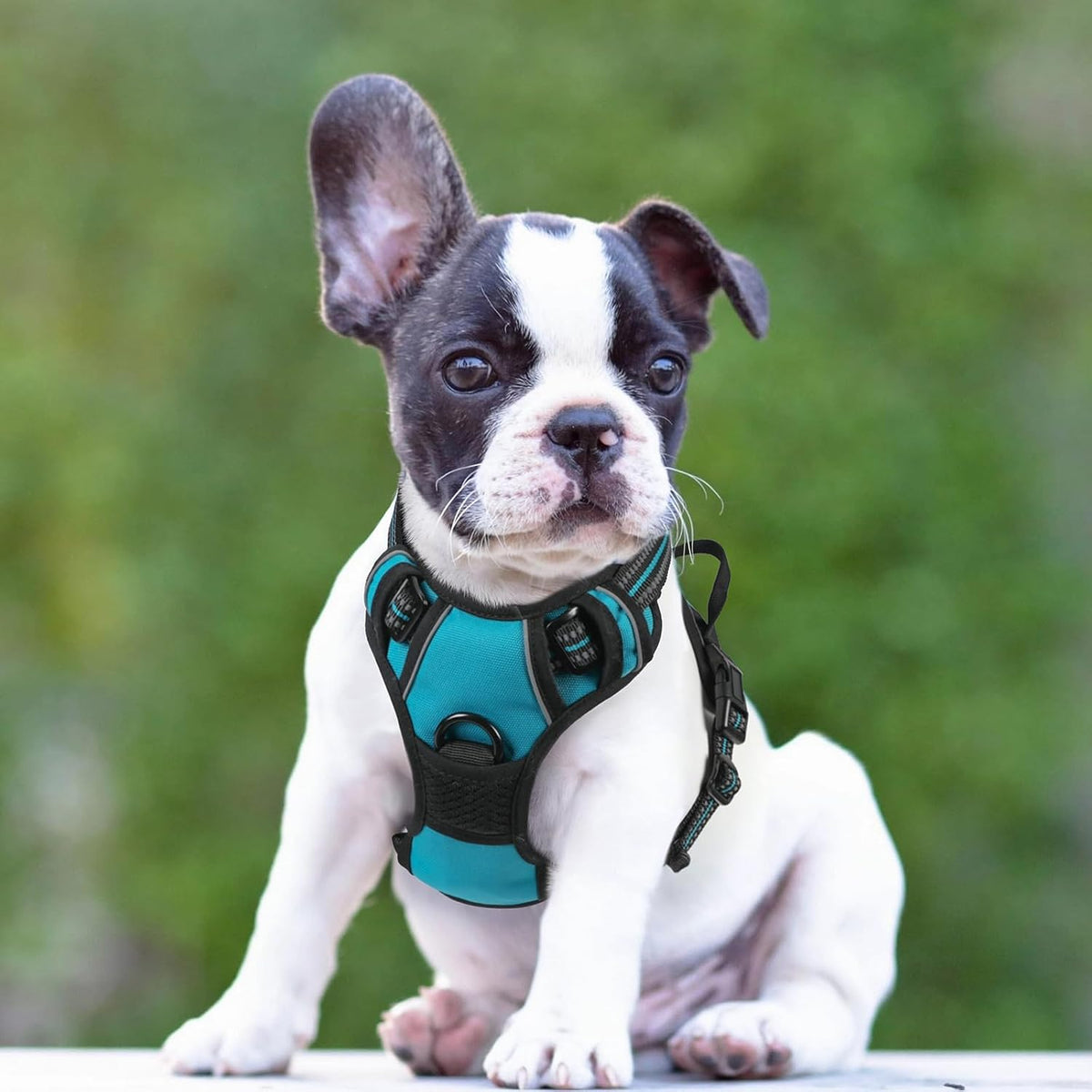 Small dog wearing teal rabbitgoo harness outdoors
