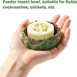 Durable plastic water basin for dubia roach enclosure