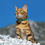 Breakaway Cat Collar Leather with Removable Bell - 13 Colors Available - Soft Adjustable Girl Boy Safety Lightweight Pet Kitten Collars Pink Brown Blue Green Red Orange Black (Mustard) - Image 9