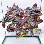 Woyrise premium synthetic terrarium plants for realistic 3D habitat setup