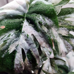 Woyrise fake monstera plant leaves showing realistic green and variegated texture