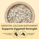 Healthy chickens eating oyster shell calcium supplement