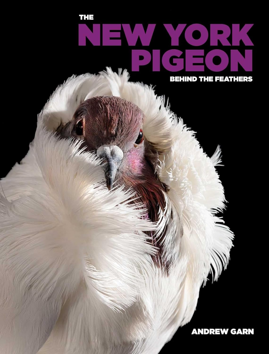The New York Pigeon - Image 1