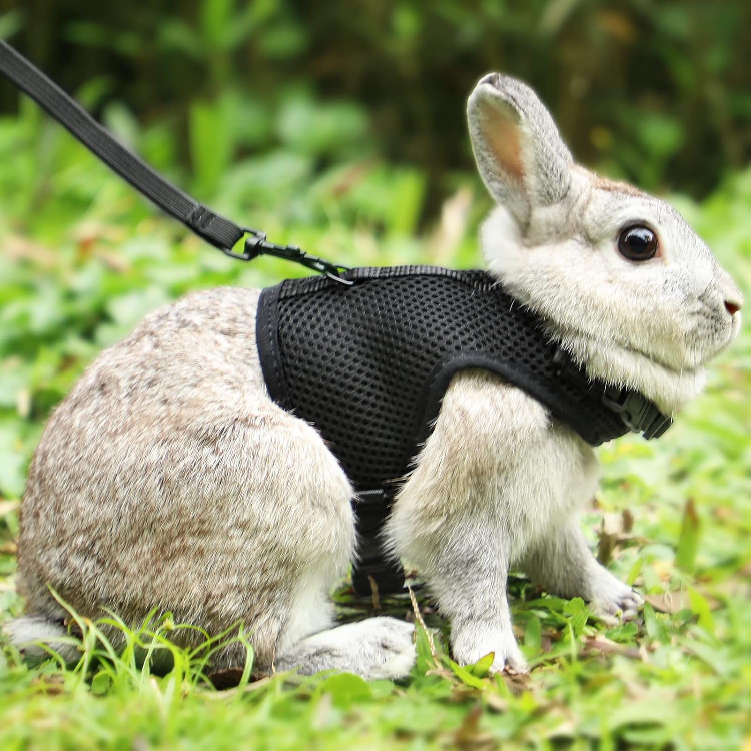 Pettom bunny rabbit harness and leash front view black