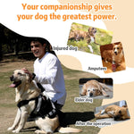Large dog wearing black lift harness for arthritis support