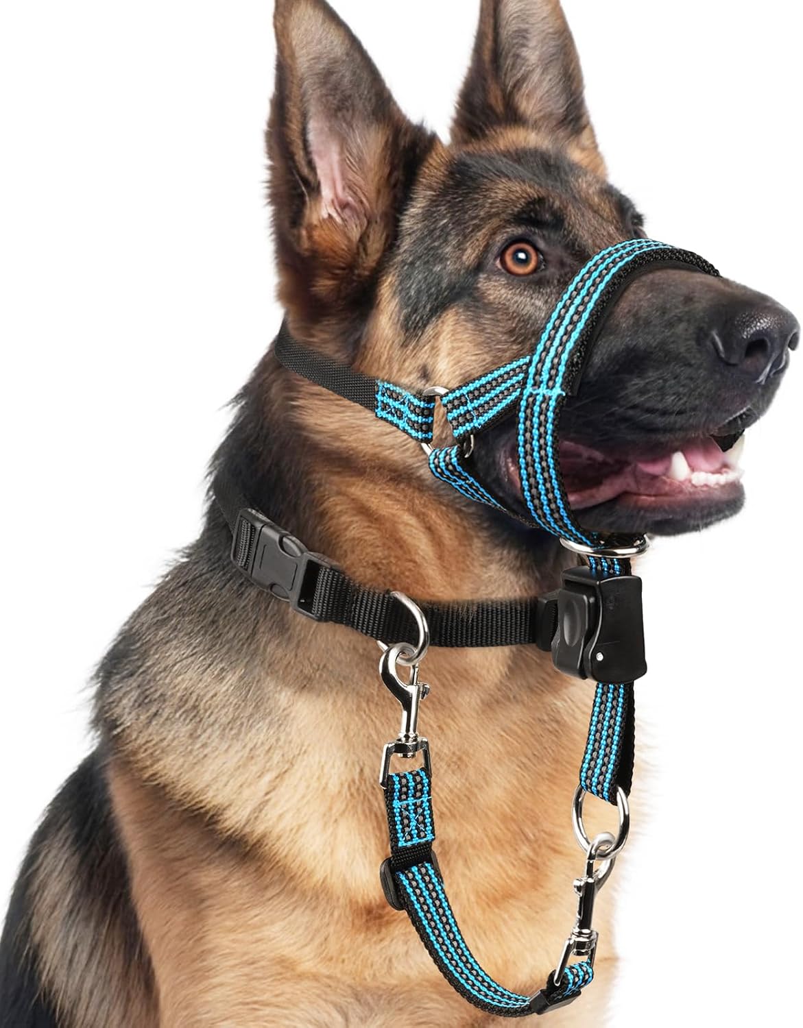 Barkless no pull dog head collar blue large front view on labrador retriever