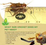 Close up view of nutritional banded feeder crickets showing distinctive body markings.