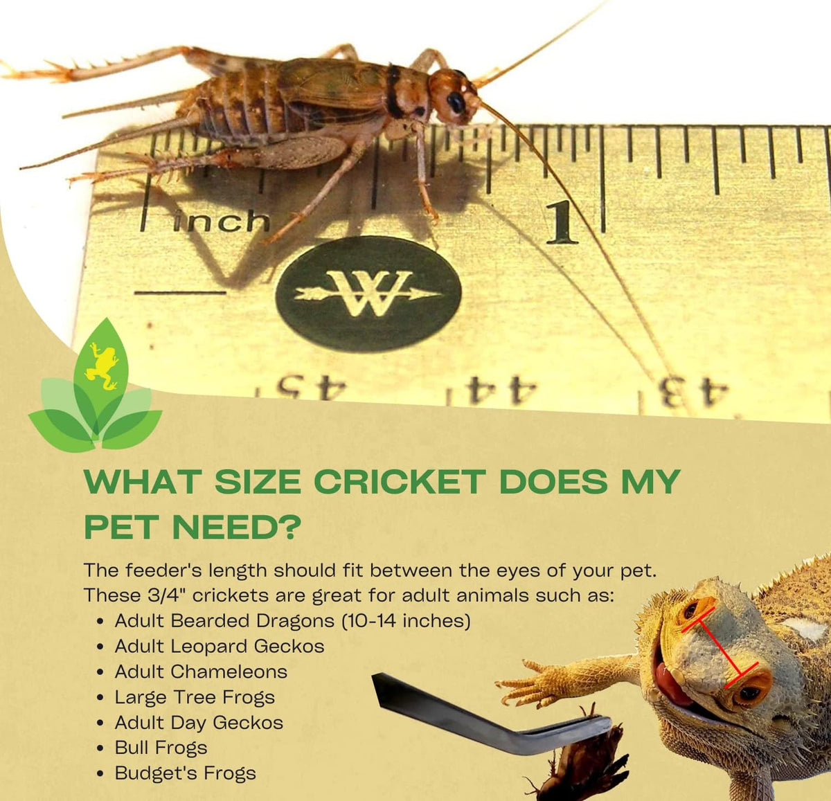 Close up view of nutritional banded feeder crickets showing distinctive body markings.