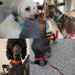 Pink reflective no slip training collar showing quick release buckle mechanism