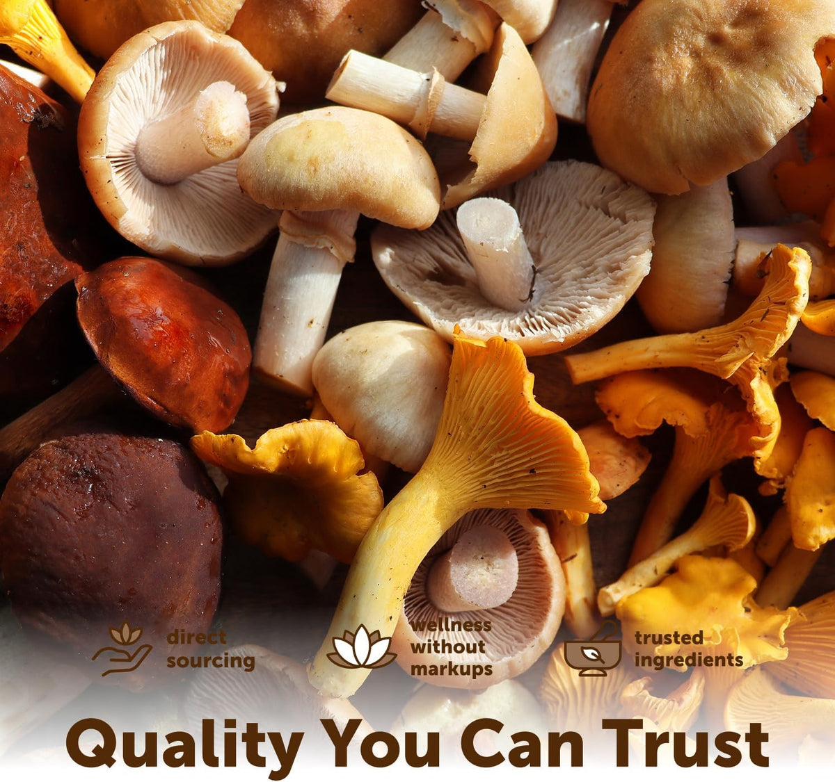 Micro Ingredients 10 mushroom blend powder pouch ingredients list