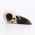 Veronese Design raven skull sculpture front view showing detailed runes.
