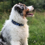 Hikiko reflective nylon dog collar resting flat