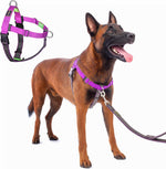 Freedom No Pull Dog Harness, Designed for Hound Dog Train, Easy Walk with 2 Stainless D-Rings, Sewn-in Instructions Tags for Easy Use, for Large Dogs Weight 60-80 lbs (Purple, L) - Image 15