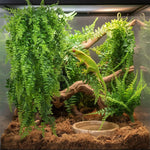 Detailed view of suction cup mounting system for terrarium plants