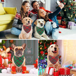 Vivifying Christmas dog apparel styled for festive photoshoot