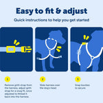 Dog wearing teal PetSafe EasySport harness walking outdoors