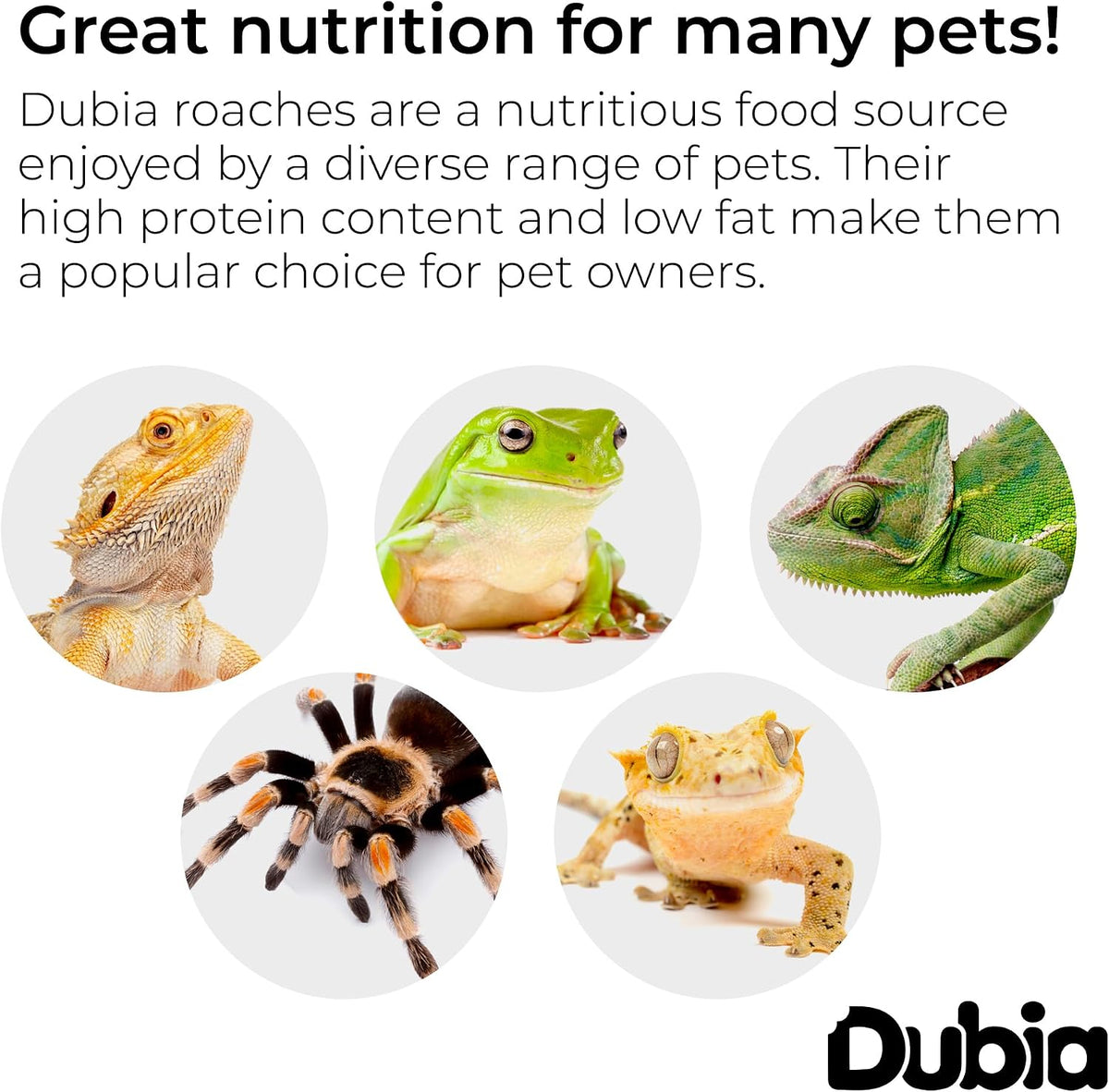 Dubia Roaches live nutritional feeder insects being prepped for gut loading with fresh fruit slices