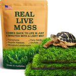 LuckyRunes Live Moss Variety Pack front view of sealed packaging showing green terrarium moss sheets.