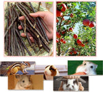 Organic small pet chew treats packaging layout illustrating five hundred grams quantity