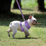 PUPTECK small dog harness worn by puppy