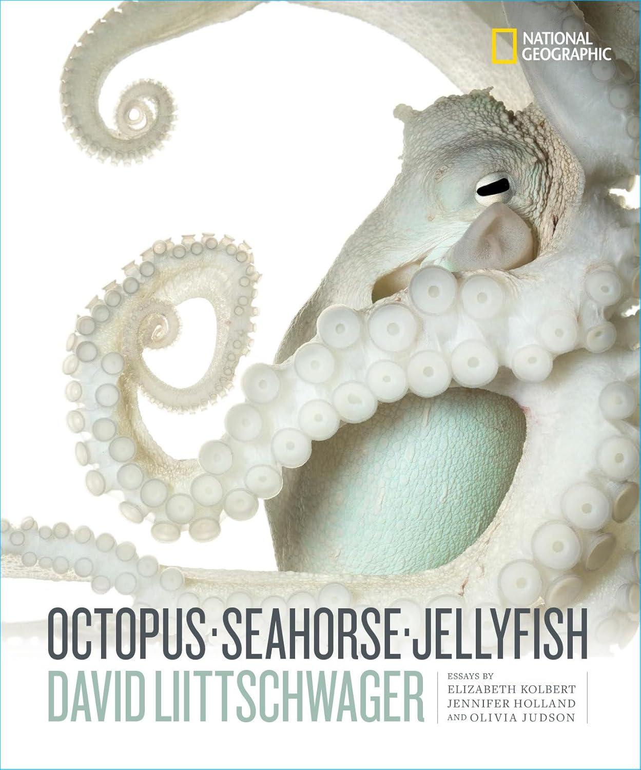Octopus, Seahorse, Jellyfish - Image 1
