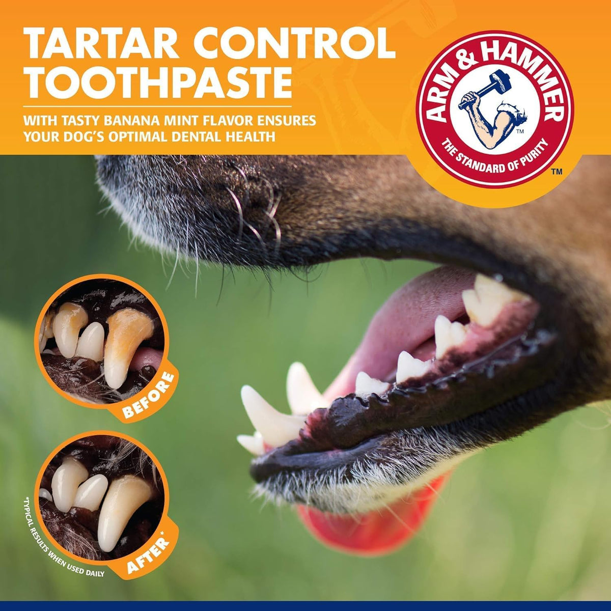 Detailed view of the dual toothbrush heads designed for large molars and small front dog teeth.